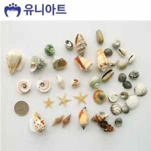 5000통 만들기 조개세트 모양랜덤 P0000CFL 어린이집여름환경구성