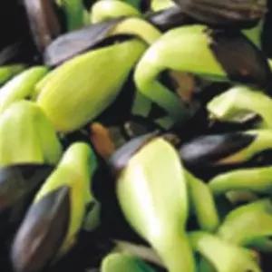 새싹전용 새싹 해바라기 야채 종자 품종 씨앗 200g