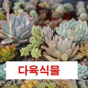중형다육 10개 골고루발송 다육식물 공기정화식물 선인장 바위솔 화분