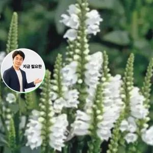 지금 필요한 야생화 화이트 꽃범의꼬리 1000립 꽃씨 종자 품종 씨앗판매