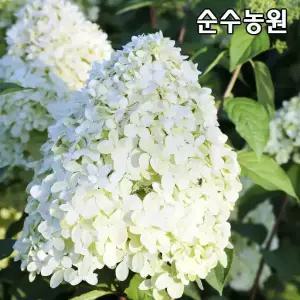 신품종 목수국나무 묘목, 라임라이트 21cm화분 1개/꽃나무/조경수