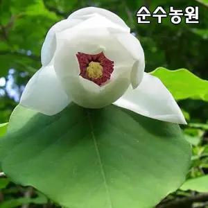 함박꽃나무 묘목 개화주 다간형 특대(분) 1개/공원수/조경수