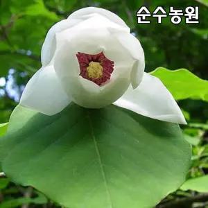 함박꽃나무 묘목 키120cm내외(분) 1개/공원수/조경수