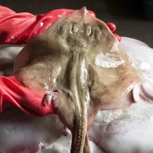 국내산 인천 급냉 간재미 1kg (1-3미내외) 냉동간재미 간자미 간제미 가오리 비손질