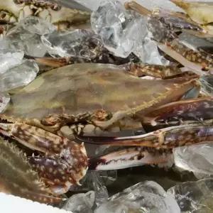 국내산 생물 숫꽃게 1kg(1~3미)