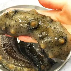 국내산 제철 생해삼 500g(2-10미내외) 1kg 생물해삼 활해삼