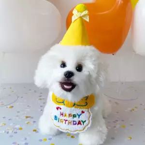강아지 생일 파티 턱받이 꼬깔 모자 세트 용품 고양이 스카프 넥 케이프 돌