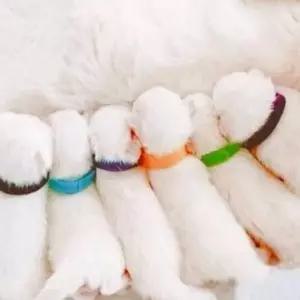 반려동물 식별 밴드 강아지 아가 목걸이 고양이 신생아 이름표 분양 용품 출산