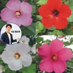 지금 필요한 야생화씨앗 100립 씨앗 코스모스 종자 꽃씨 품종 레드코스모스