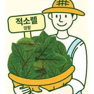 유어샵 앙팡 종묘 씨앗 톡쏘는 종자 향기 허브 적소렐