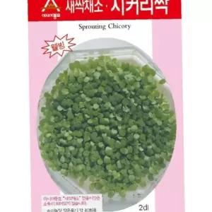 유어샵 재배 씨앗 치커리 종자 쌈용 종묘 새싹채소 5-7일
