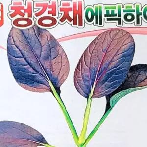 유어샵 예쁜 청경채 에픽하이 도토리형 씨앗 종묘 종자