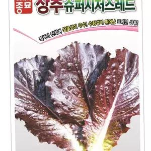 유어샵 상추 슈퍼시저스레드 종묘 6000립 로 씨앗 모종 종자