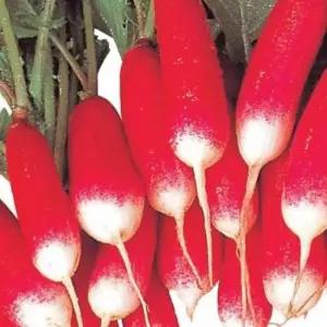 유어샵 가지 아 500립 20일무 종자 씨앗 미니무 특무 모종 종묘