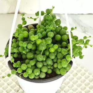 콩란 실내 콩선인장 키우기쉬운 화분 식물 거실 행잉