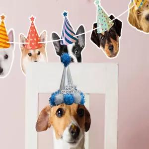 에스와이 펫 생일가랜드 생일축하가랜드
