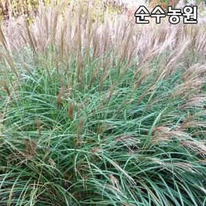 억새 모종, 리틀키튼 7치포트 1개/그라스/다년초/조경수