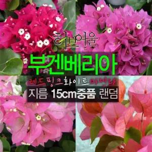 부겐베리아 색상랜덤 (빨강 오렌지 진분홍 연분홍 핑크엔젤) 지름 15cm 중품화분 (좋은흙만 사용한 건강한