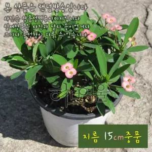 꽃기린 핑크 (Pink 분홍) 지름 15cm 중품다육화분 (좋은흙만 사용한 건강한식물)