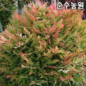 신품종 왜성남천나무 묘목, 걸프스트림 7치화분 1개/조경수/관상수
