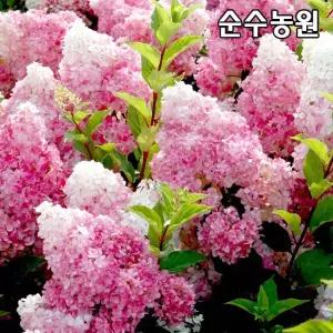 신품종 목수국나무 묘목, 바닐라프레이즈 12L화분 1개