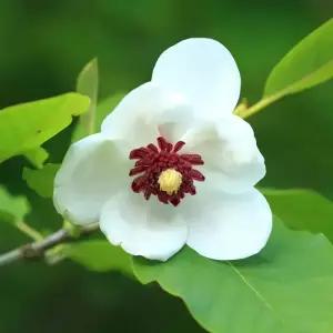 함박꽃나무 묘목 개화주(다간형 특대) 1개