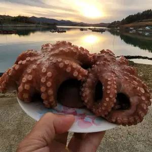 산지직송 고흥 손질 자숙 통 돌문어 1kg (2-3미)