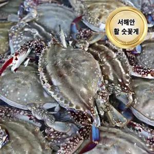 당일조업 서해안 제철 활 꽃게 5kg (숫꽃게 15-30미/빙장포장)
