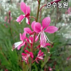 분홍바늘꽃, 가우라 모종 8치화분 1개/야생화/여러계절