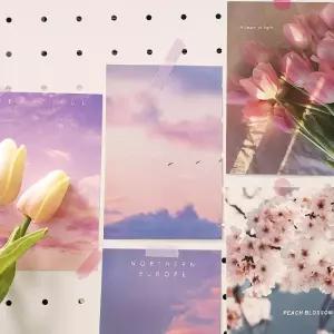 (30매) 감성 컬러 엽서 모음 핑크톤/장식/쇼룸/포토존/데코/인테리어/드로잉/꾸미기/미니포스터/빈티지/아