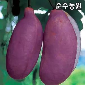 홍화으름(대과종)나무 묘목 포트 1개/과실수/유실수 묘목
