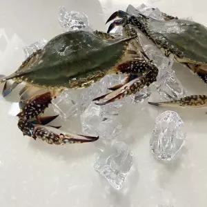 제철 활 꽃게 2kg 가을 봄 햇 숫꽃게 서해안 산지 속 꽉찬 꽃개 3kg