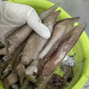 자연가득 내장의 크리미함 급냉 총알한치/오징어 500g 15-25미