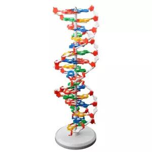 dna 이중 나선 교보재 구조 교구 모형 과학 입체 수업 설명 키트 모델
