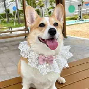 강아지 레이스 스카프 케이프 핑크 M 고양이 턱받이
