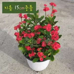 지름 (Red (좋은흙만 15cm 빨강) 꽃기린 레드 다육화분 사용) 중품