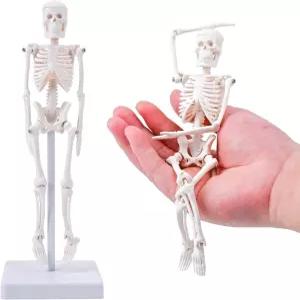해부학 학습용 7.8인치 Mini Human 골격 모델 학생 교육용 이동식 관절이 있는 소형 피규어 책상 위 전시