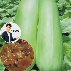 지금 필요한 종자 오이참외 과일 200립 씨앗 품종 울외 원예작물