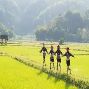 [부산][야호! 치앙마이] 도이인타논국립공원/도이수텝/코끼리/마사지/아바타카페/미슐랭 5/6일