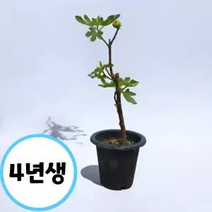 무화과나무 무화과나무 묘목 4년생 화분 결실주 유실수 조경수