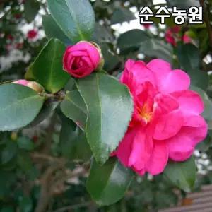 애기동백나무 묘목 키1m내외 포트묘 1개/꽃나무/조경수/남부수종