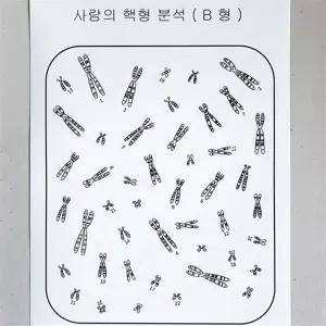 사람의 핵형분석 스티커 세트팩(10세트/팩)