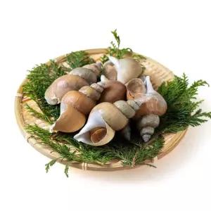 산지직송 자연산 백고동 1kg 백골뱅이 당일조업