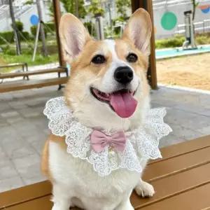 친절한탄씨 강아지 레이스 스카프 케이프 핑크 M 고양이 턱받이 강아지 스카프 고양이 턱받이