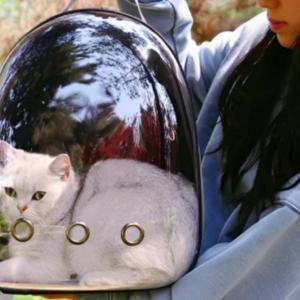 투명 반려동물 이동가방 고양이 강아지용 백팩