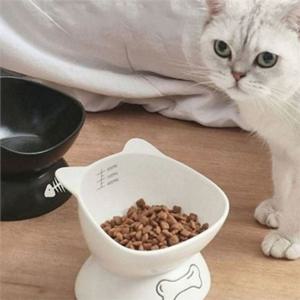 강아지 세라믹 밥그릇 고양이 세라믹 밥그릇 도자기 애묘 반려동물 식기 물그릇
