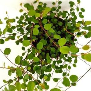 실내 공기 정화 식물 플랜테리어 식물 산세베리아 걸이형 미세먼지 새집 반려 선물 인테리어 반그늘 관엽