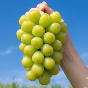 국내산 샤인머스켓 1kg 달콤한 고당도 대과 포도 외