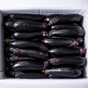 국내산 햇 가지 특품 3kg 5kg