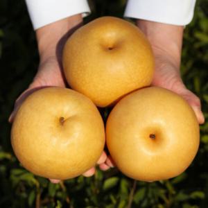 나주 배 꿀배 배즙 가정용 중소 중대과 5kg 가정용 3kg 중소과 4-7과